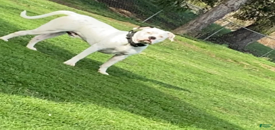 Gallery Image {{count}}