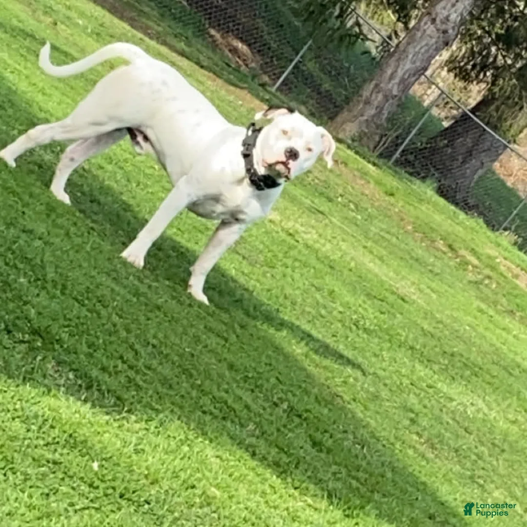 Gallery Image {{count}}