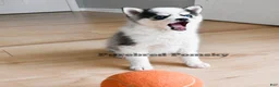 Pomsky dogs for sale: Lulu Micro Pomsky - Ad 3