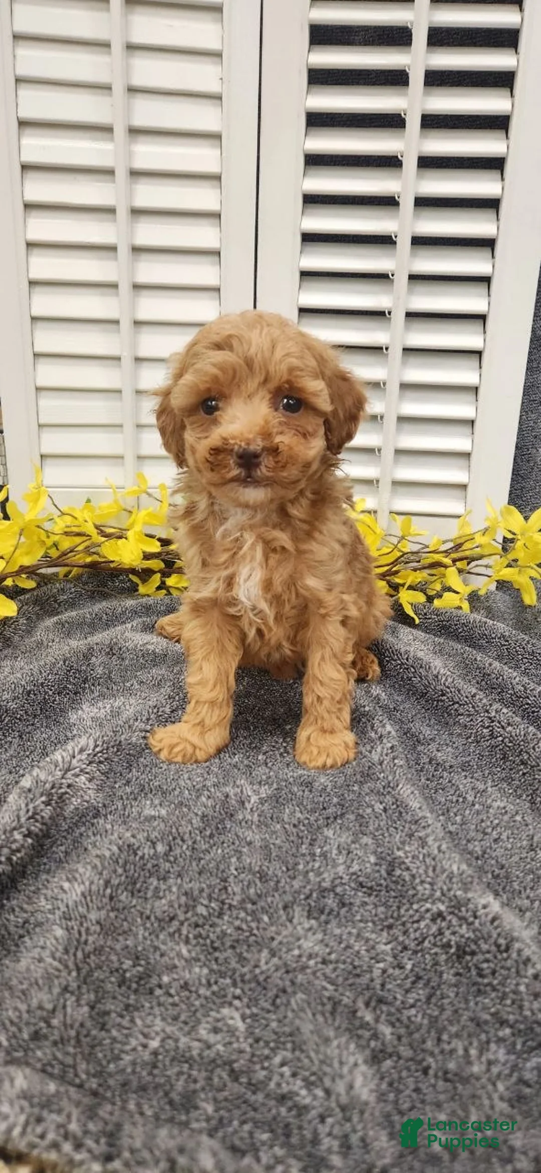 Miniature Poodle dogs for sale: Linny - Ad 8