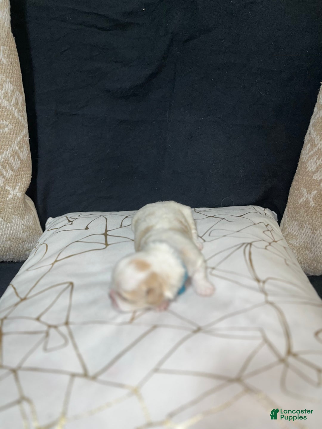 Shih Tzu dogs for sale: Atum - Ad 3