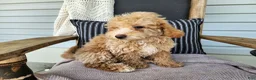 Mini Bernedoodle dogs for sale: Liam - Ad 14