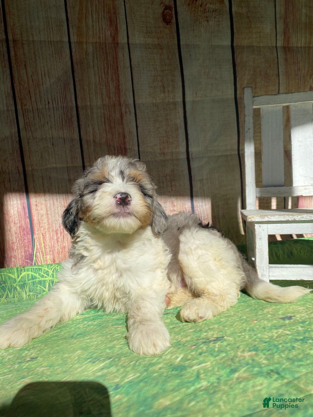 Mini Bernedoodle dogs for sale: Cowboy - Ad 7