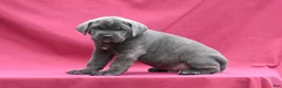 Cane Corso dogs for sale: Apollo - Ad 5