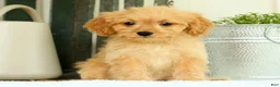 Cavapoo dogs for sale: Wyatt - Ad 6
