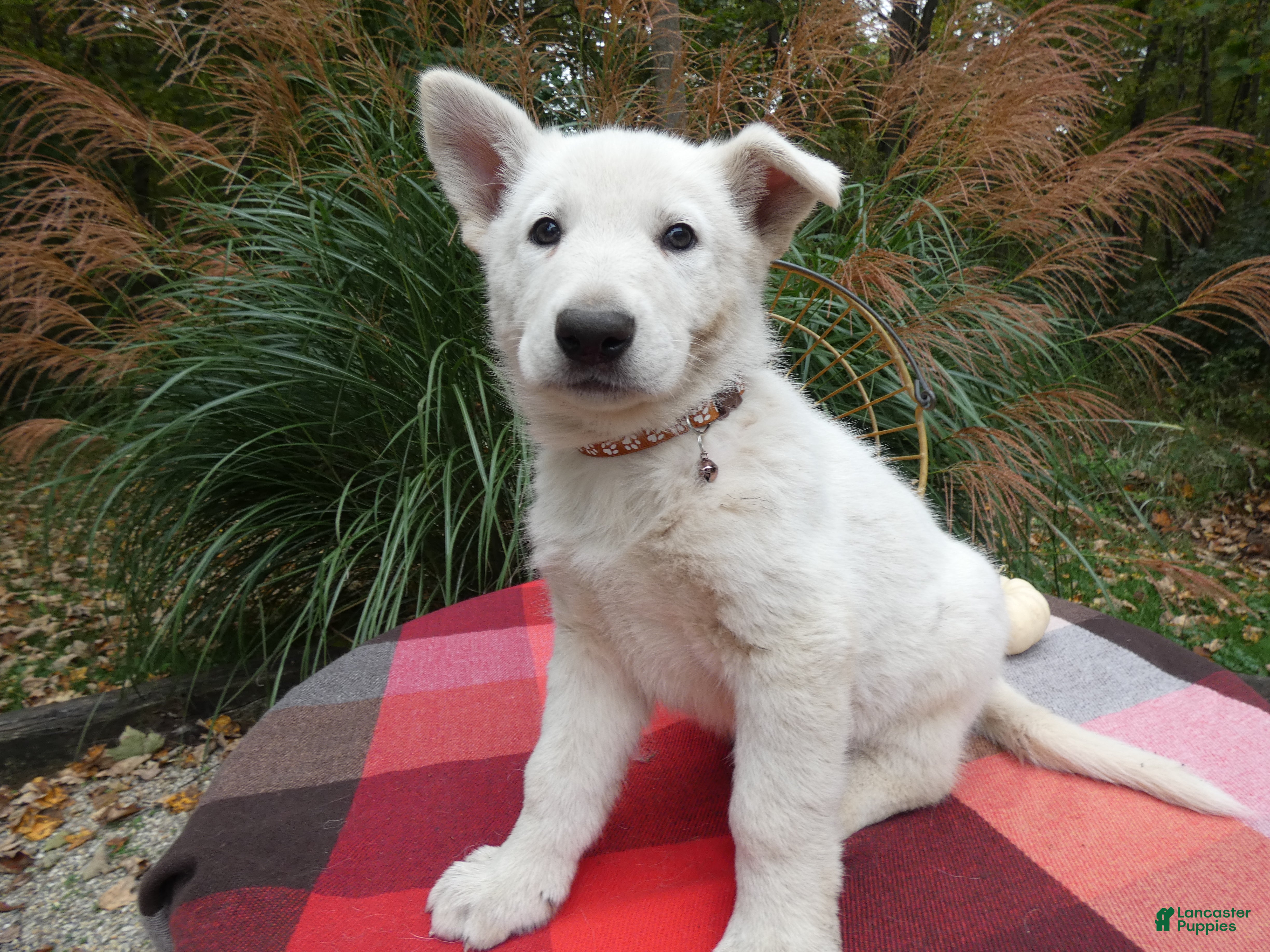 German Shepherd dogs for sale: German Shepherd 2 Sargent - Ad 4