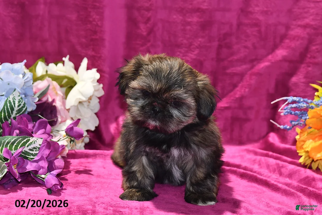 Shih Tzu dogs for sale: Roxy - Ad 5