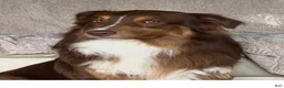 Australian Shepherd dogs for sale: Juniper (Yellow) - Ad 4