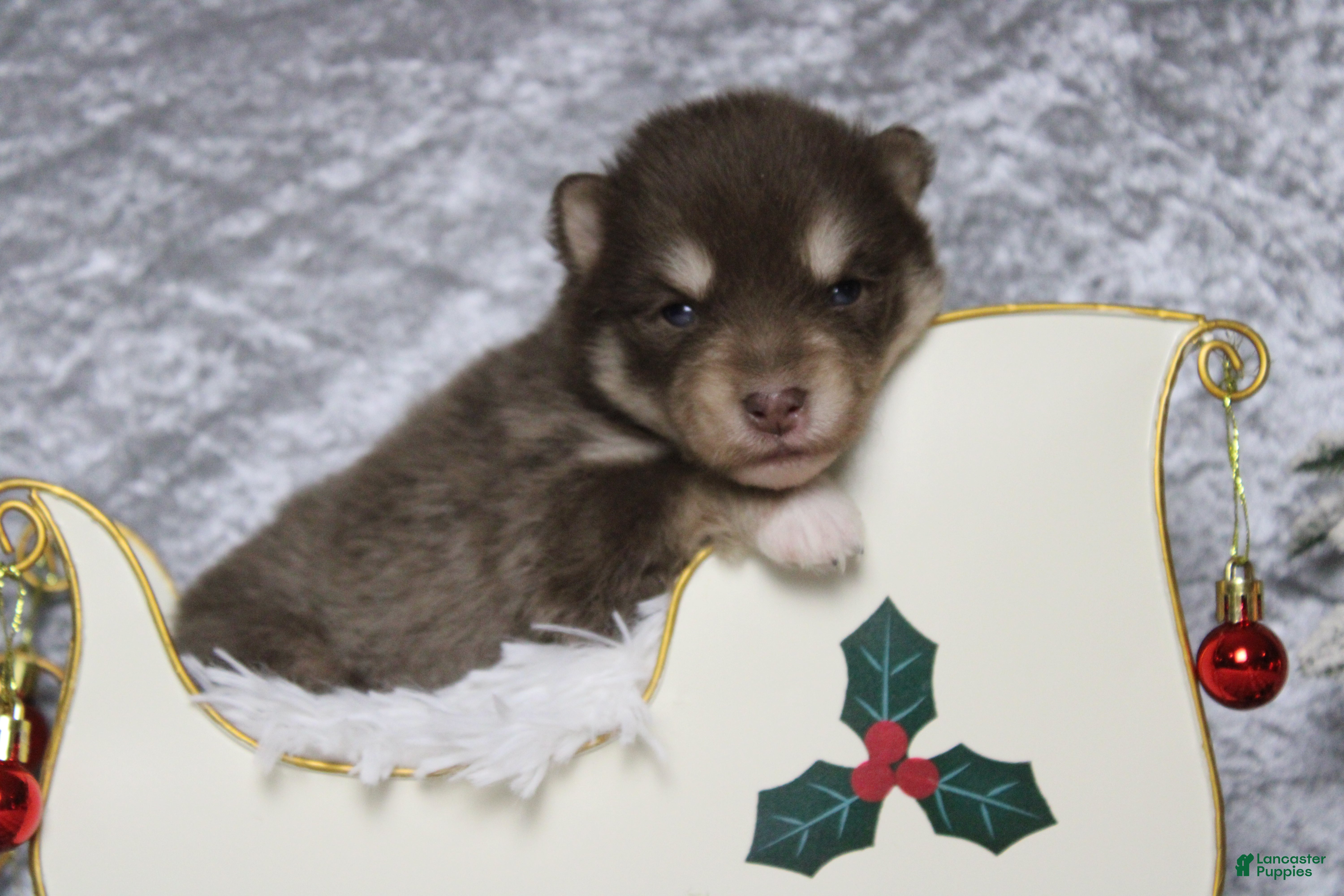 Pomsky dogs Duey  - Ad 7