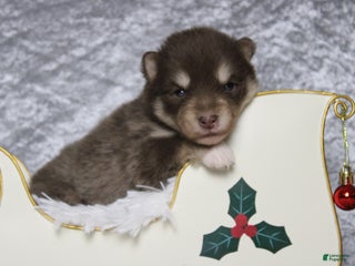 Pomsky dogs Duey - Ad 25