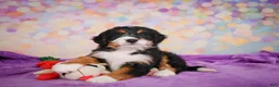 Mini Bernedoodle dogs for sale: Sparky - Ad 14