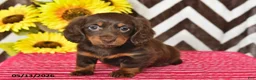 Miniature Dachshund dogs for sale: Millie - Ad 2