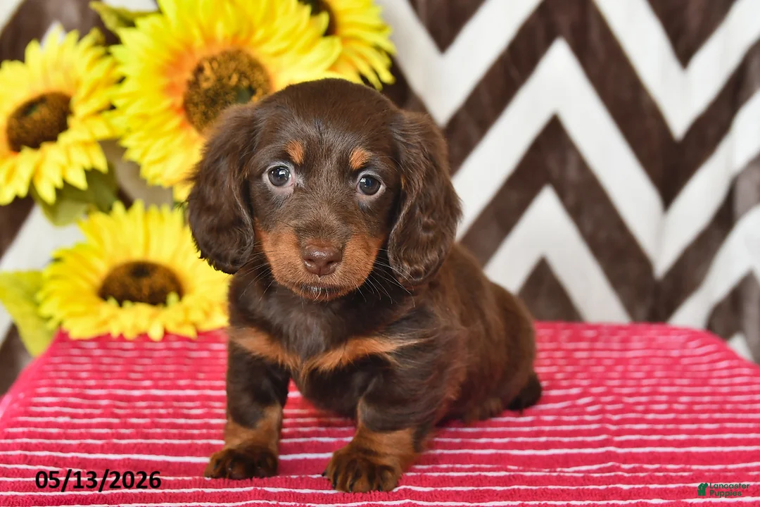 Miniature Dachshund dogs for sale: Millie - Ad 2