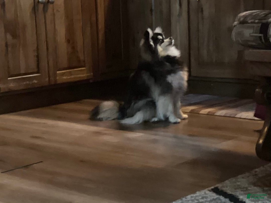 Gallery Image {{count}}