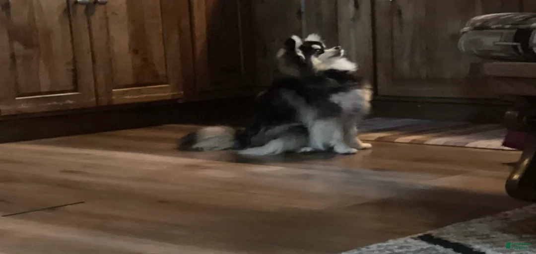 Gallery Image {{count}}