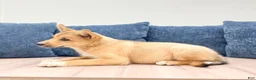 Mixed Breed dogs for sale: Reid - Ad 3