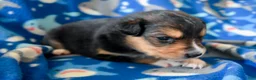 Miniature Australian Shepherd dogs for sale: Miniature Australian Shepherd 2 - Ad 8