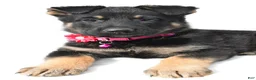 German Shepherd dogs for sale: Lori - Ad 5