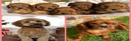 Cavapoo dogs for sale: Katie  - Ad 11