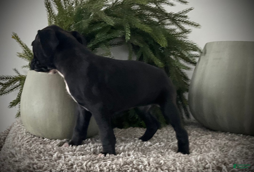 Boxer dogs for sale: Baily  - Ad 6