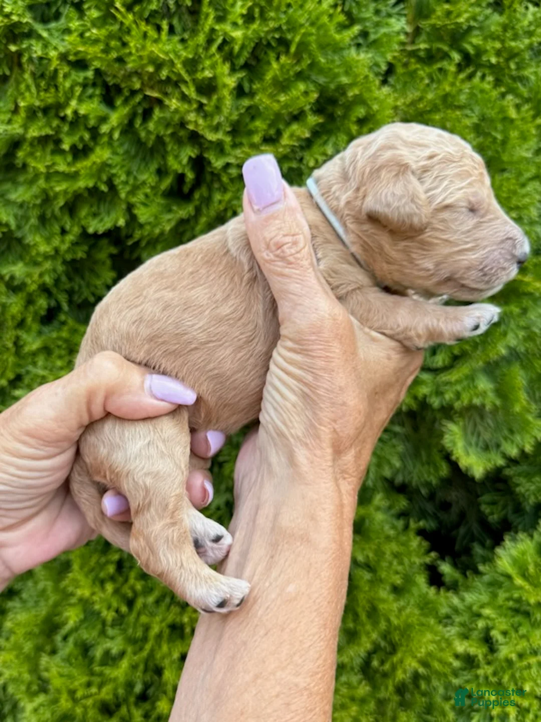 Goldendoodle dogs for sale: Light Grey - Ad 4