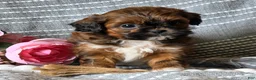 Shihpoo dogs for sale: Barbie - Ad 3