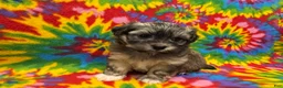 Havanese dogs for sale: Sasha - Ad 5