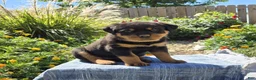 Rottweiler dogs for sale: Nova  - Ad 4
