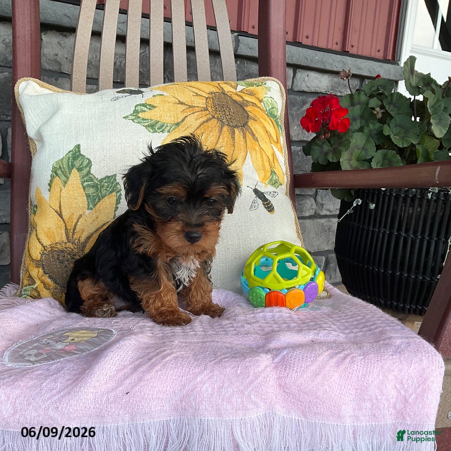 Yorkiepoo dogs Banjo - Ad 2