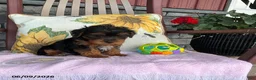Yorkiepoo dogs for sale: Banjo - Ad 2