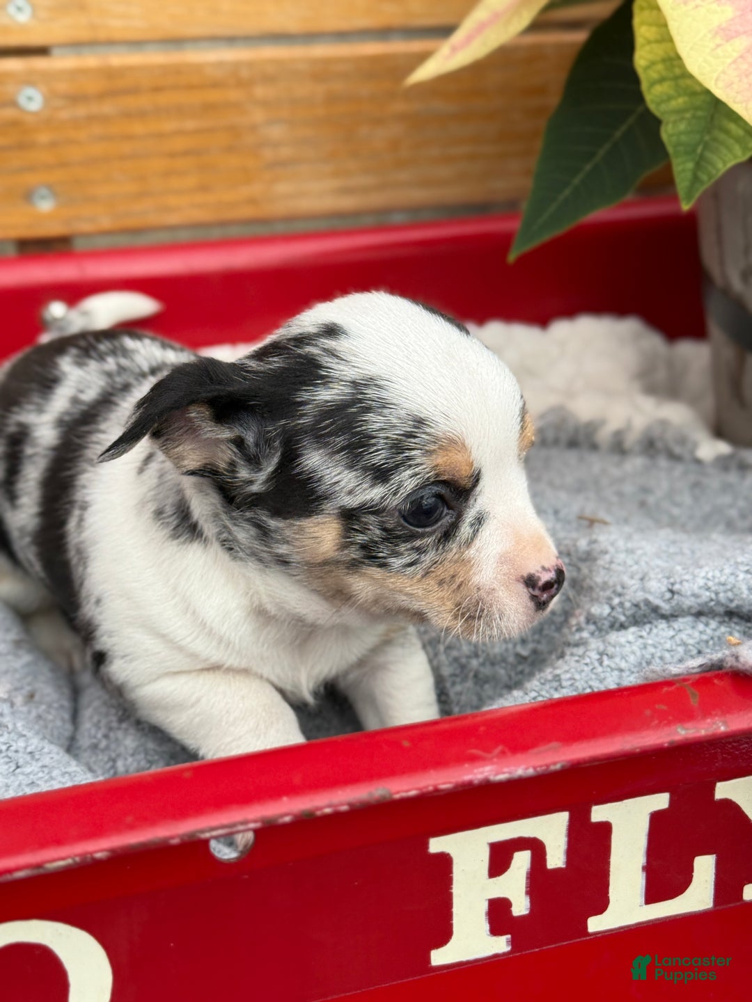 Chihuahua dogs for sale: Cheer - Ad 10