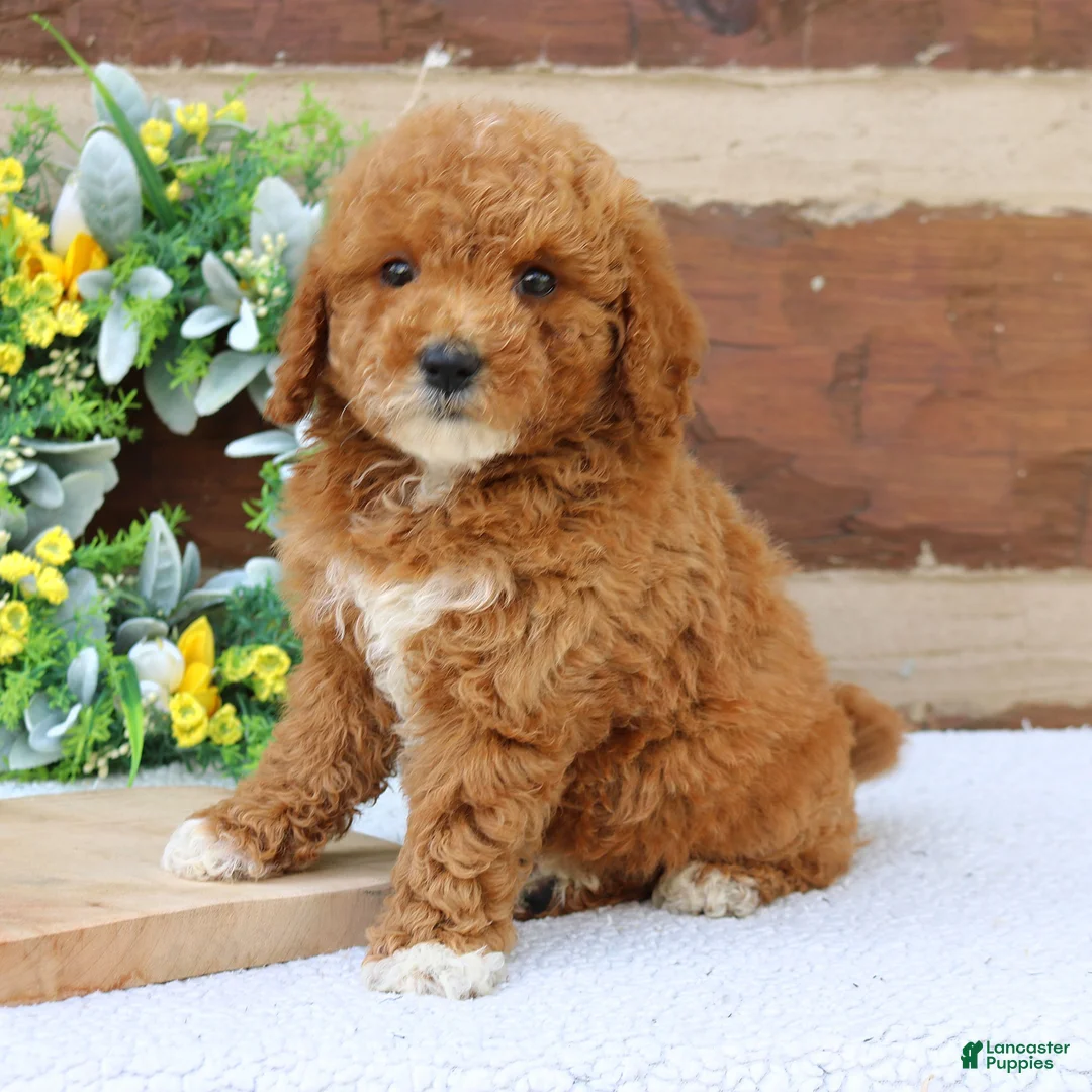 Mini Goldendoodle dogs for sale: Luna  - Ad 2