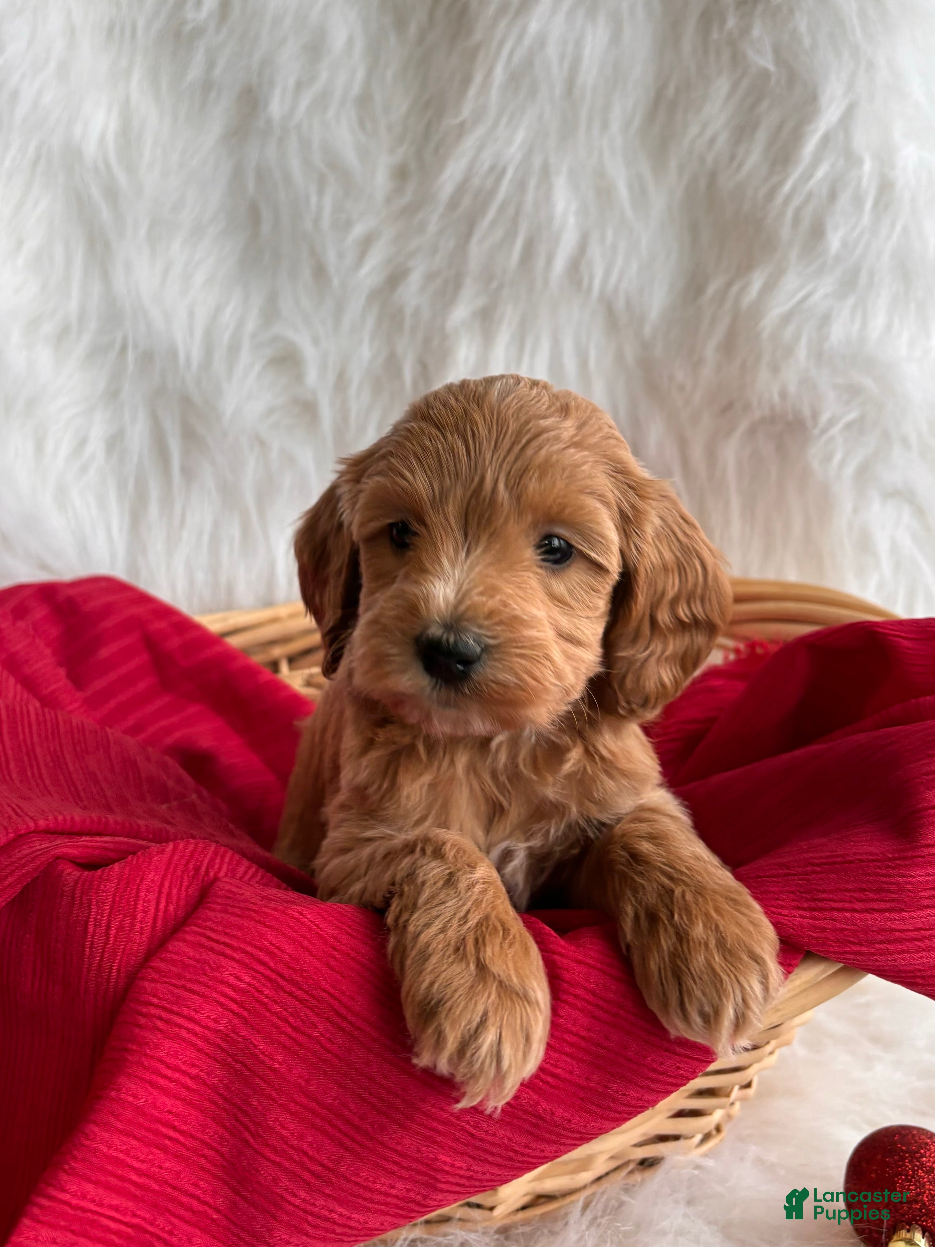 Mixed Breed dogs Mini Hope - Ad 12