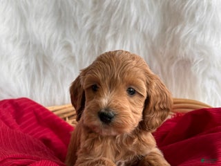 Mixed Breed dogs Mini Hope - Ad 14