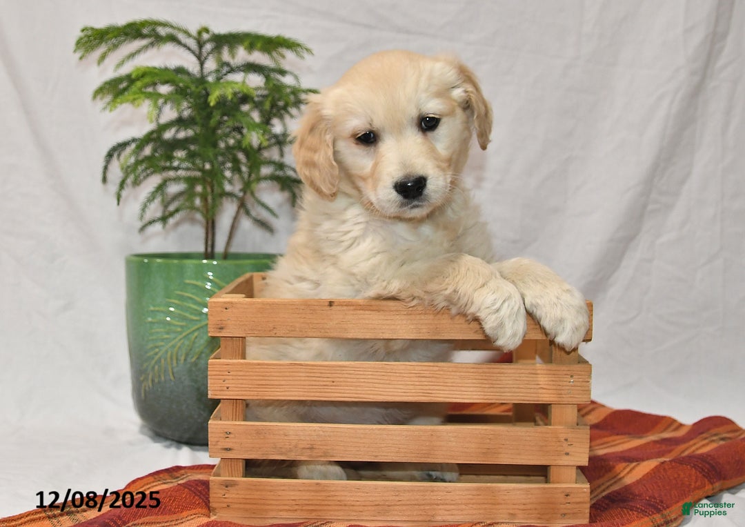 Golden Retriever dogs for sale: Tucker - Ad 2