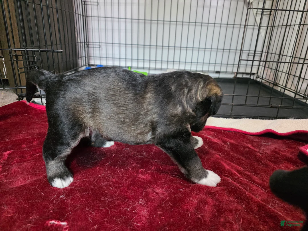 Huskipoo dogs for sale: Shere Khan - Ad 2