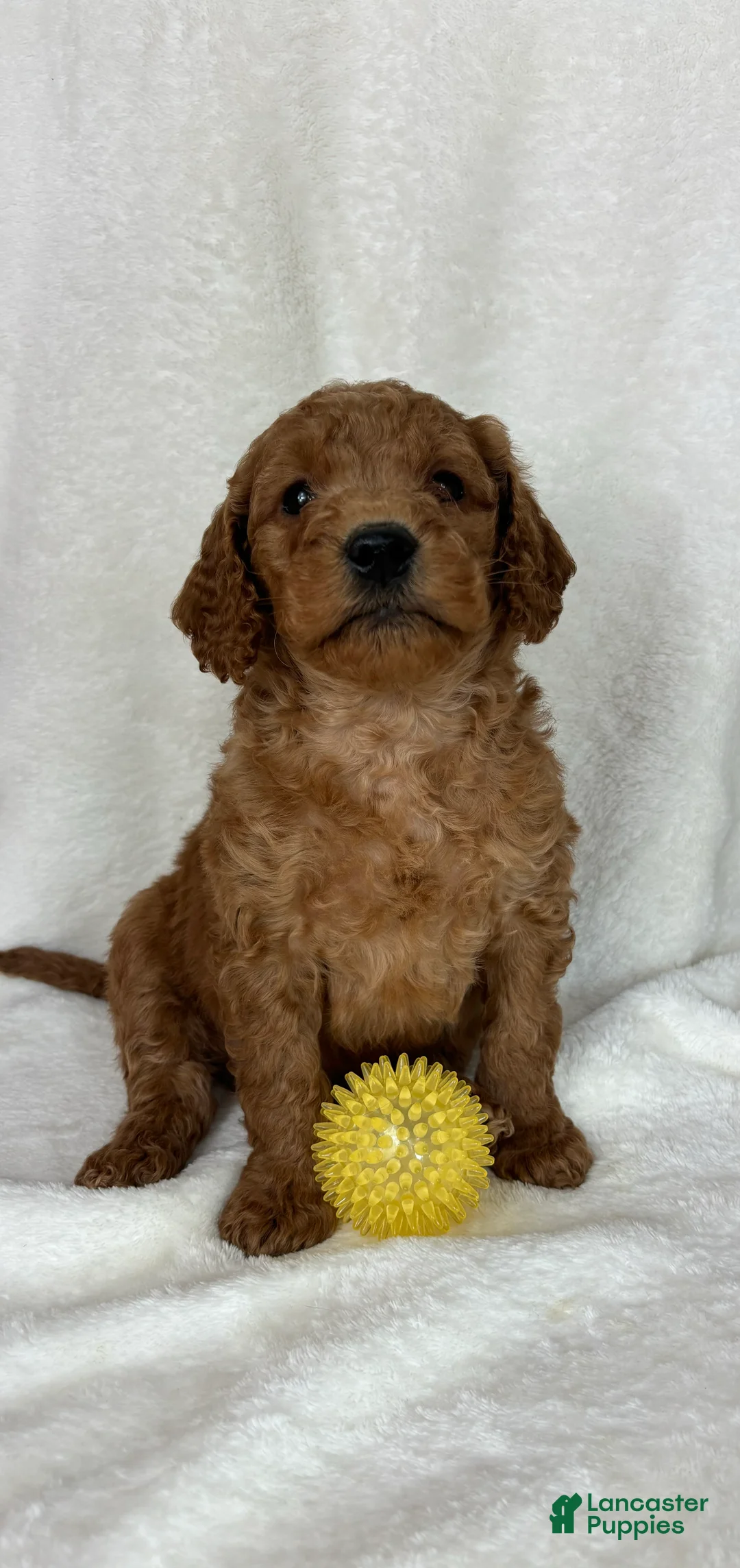 Mini Goldendoodle dogs for sale: Skipper - Ad 2