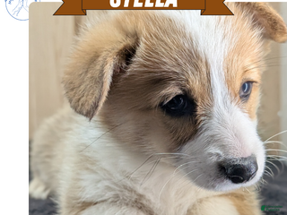 Welsh Corgi Pembroke dogs Stella - Ad 17