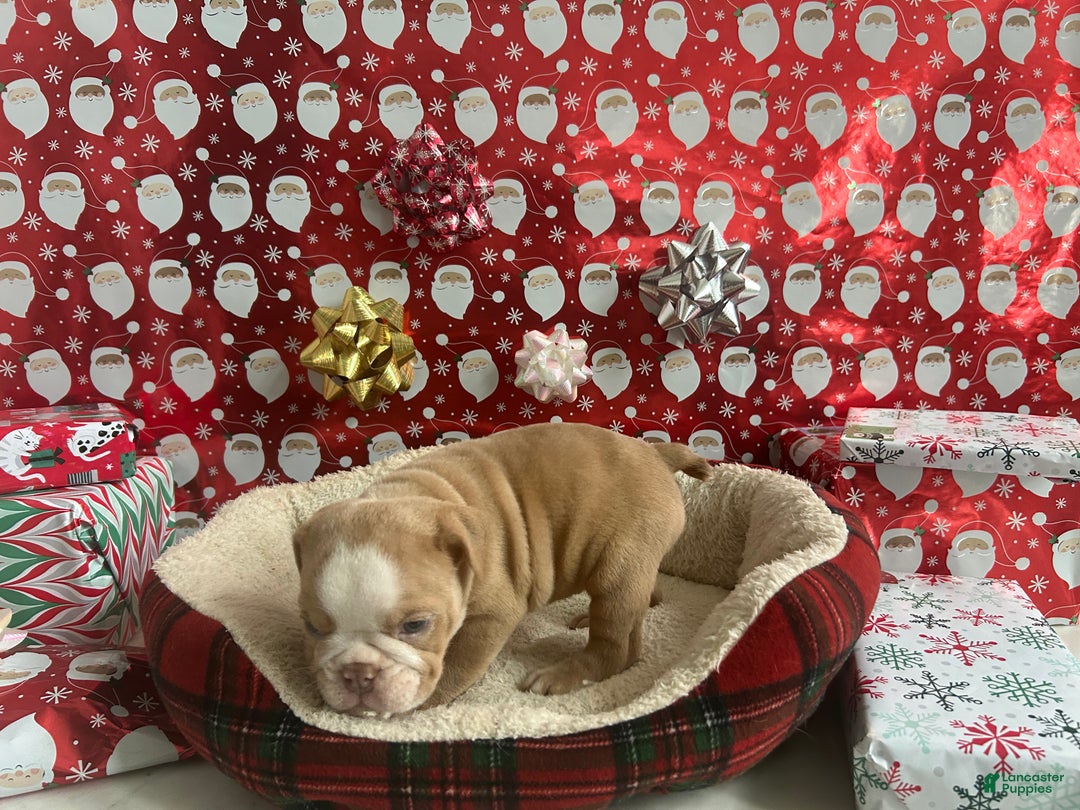 English Bulldog dogs for sale: Hank - Ad 4