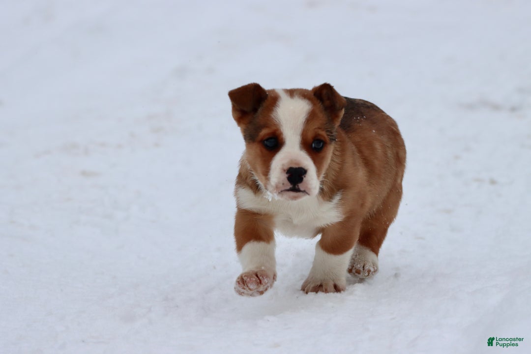 Mixed Breed dogs for sale: Burgers - Ad 3