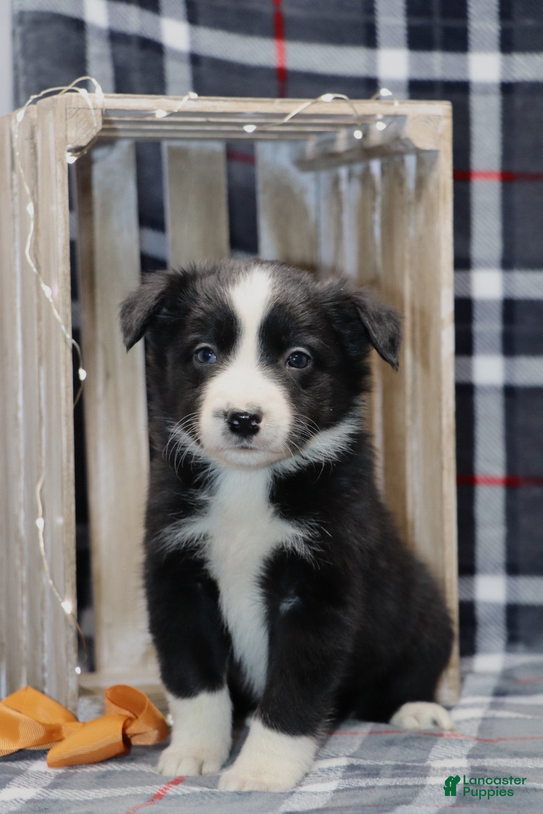 Border Collie dogs  charlie - Ad 23