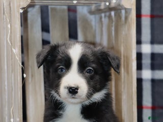 Border Collie dogs charlie - Ad 13