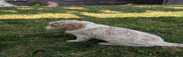 Goldendoodle dogs for sale: Chloe  - Ad 11