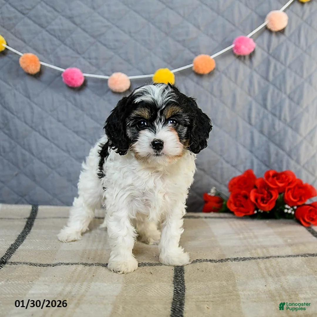 Cavapoo dogs for sale: Cookie - Ad 4