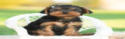Yorkshire Terrier dogs for sale: Leo - Ad 11
