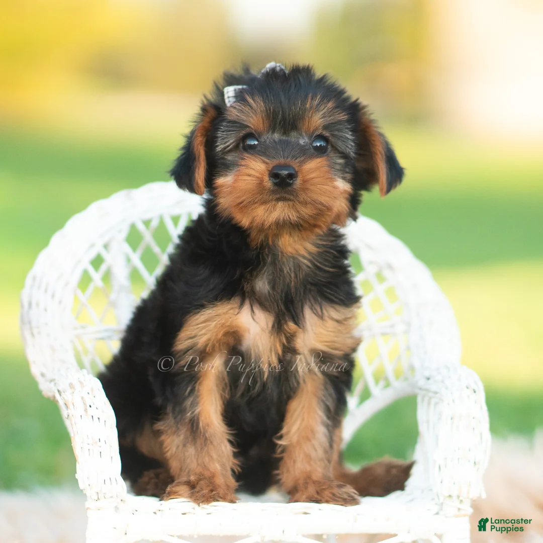 Yorkshire Terrier dogs for sale: Leo - Ad 11