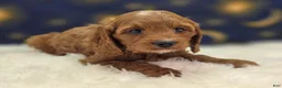 Cavapoo dogs for sale: Iceberg - Ad 8
