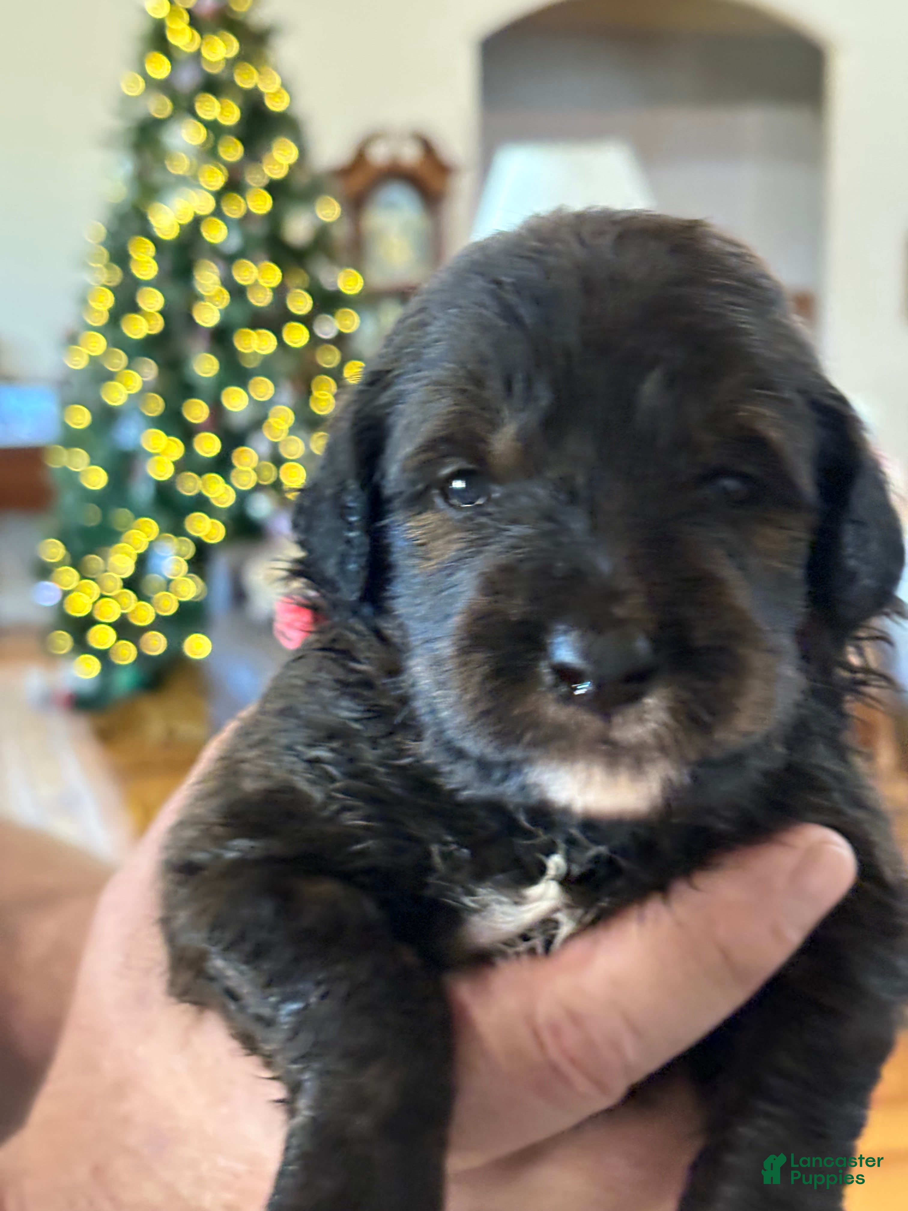 Mixed Breed dogs Female # 5 English  Shepherd Doodle  - Ad 26