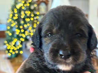 Mixed Breed dogs Female # 5 English Shepherd Doodle - Ad 27