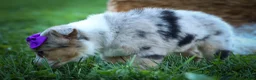Mixed Breed dogs for sale: Gloria🩷  - Ad 20